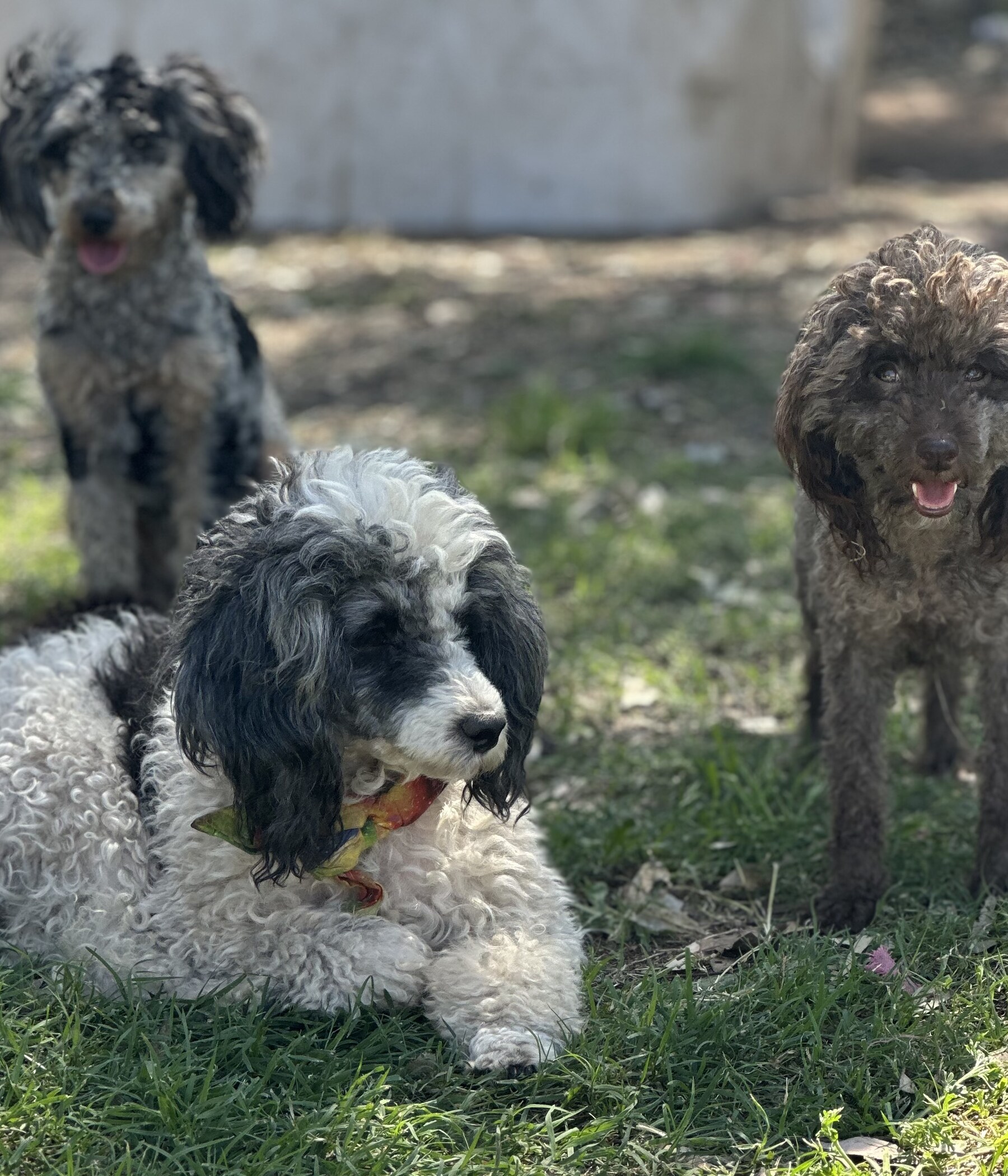 Sirandi poodles and oodles relaxing outdoors