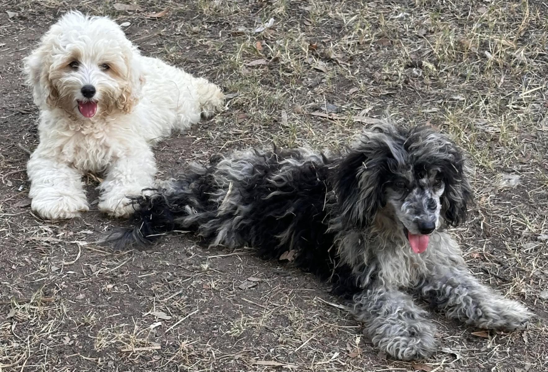 Pannus in dogs