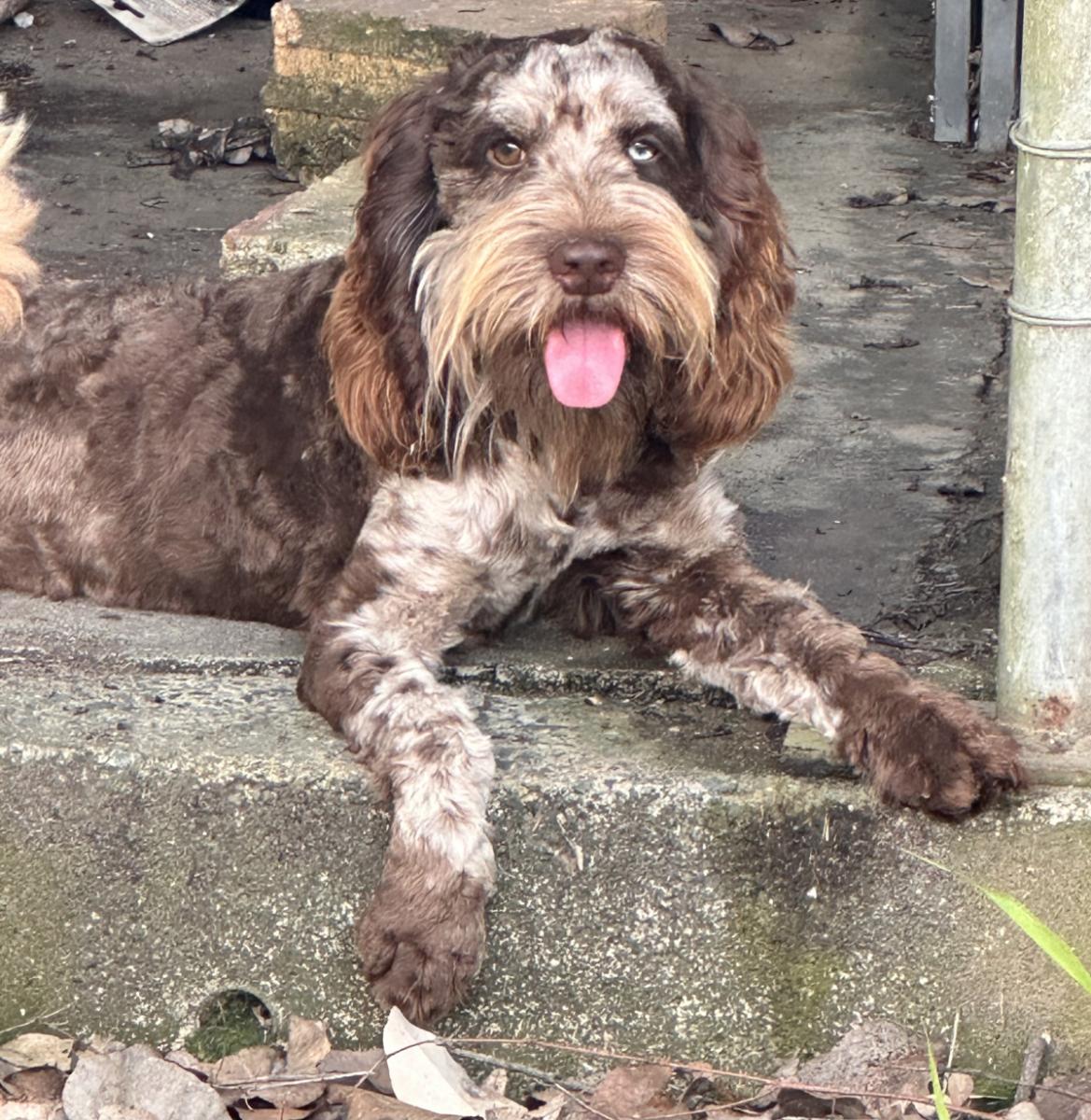 About Spoodles (AKA Cockapoo’s or Cockerpoo’s)