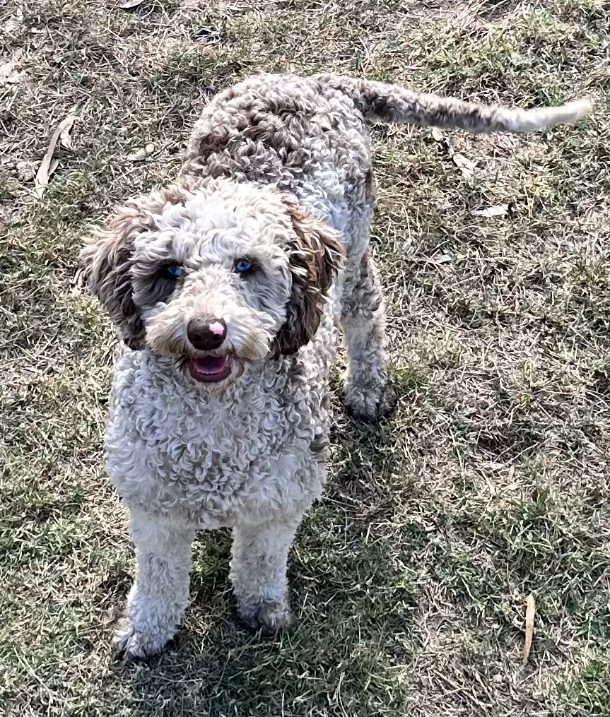 Domino