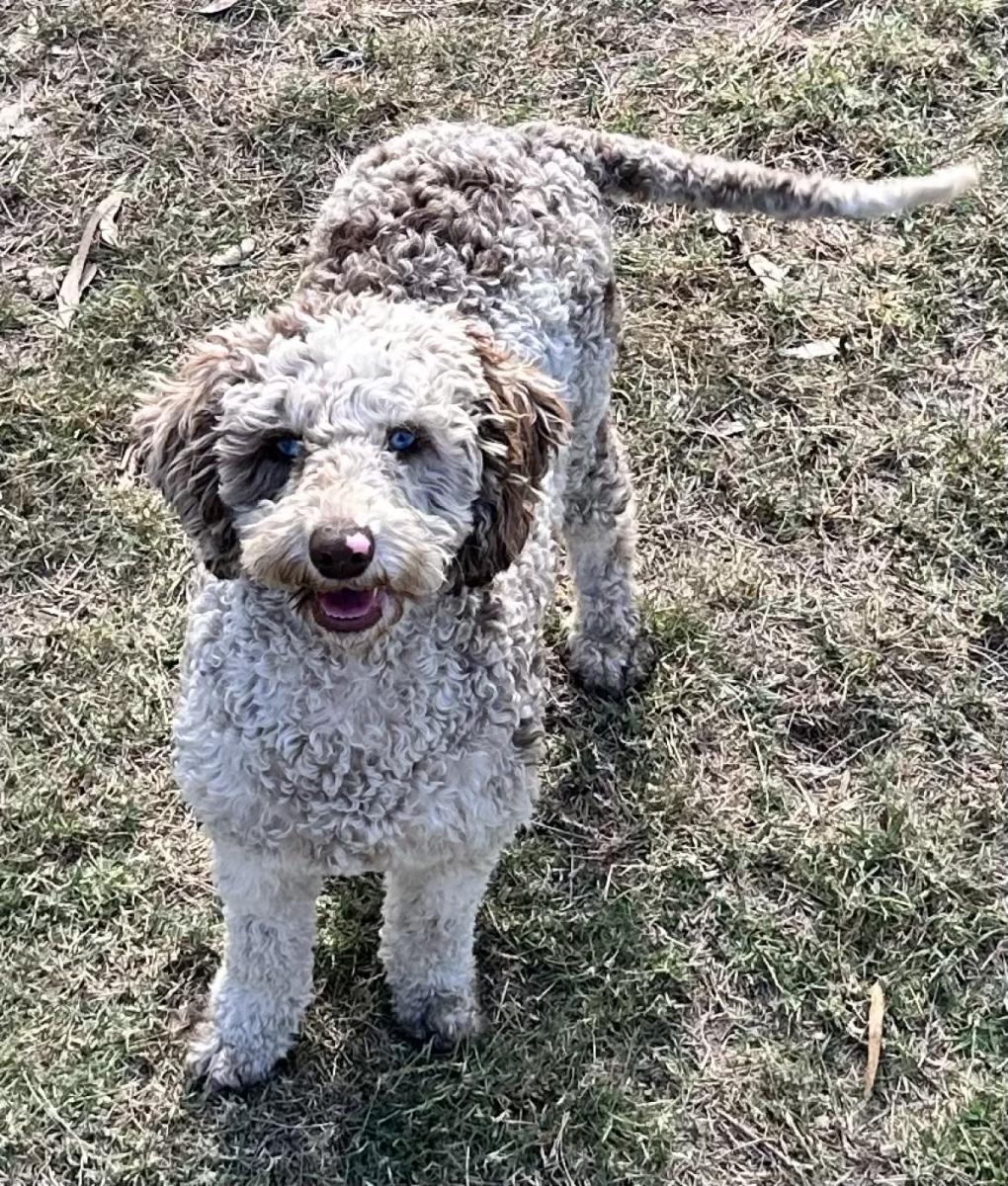 Merle poodles and Oodles Understanding  coat colors