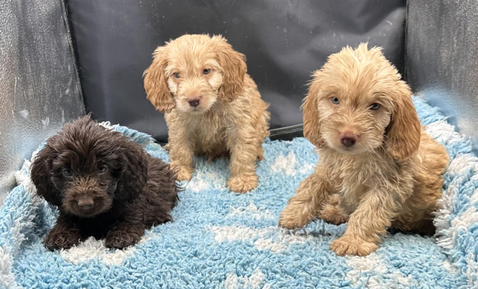 Toy Cavoodles in Australia: The Perfect Companion for Any Home