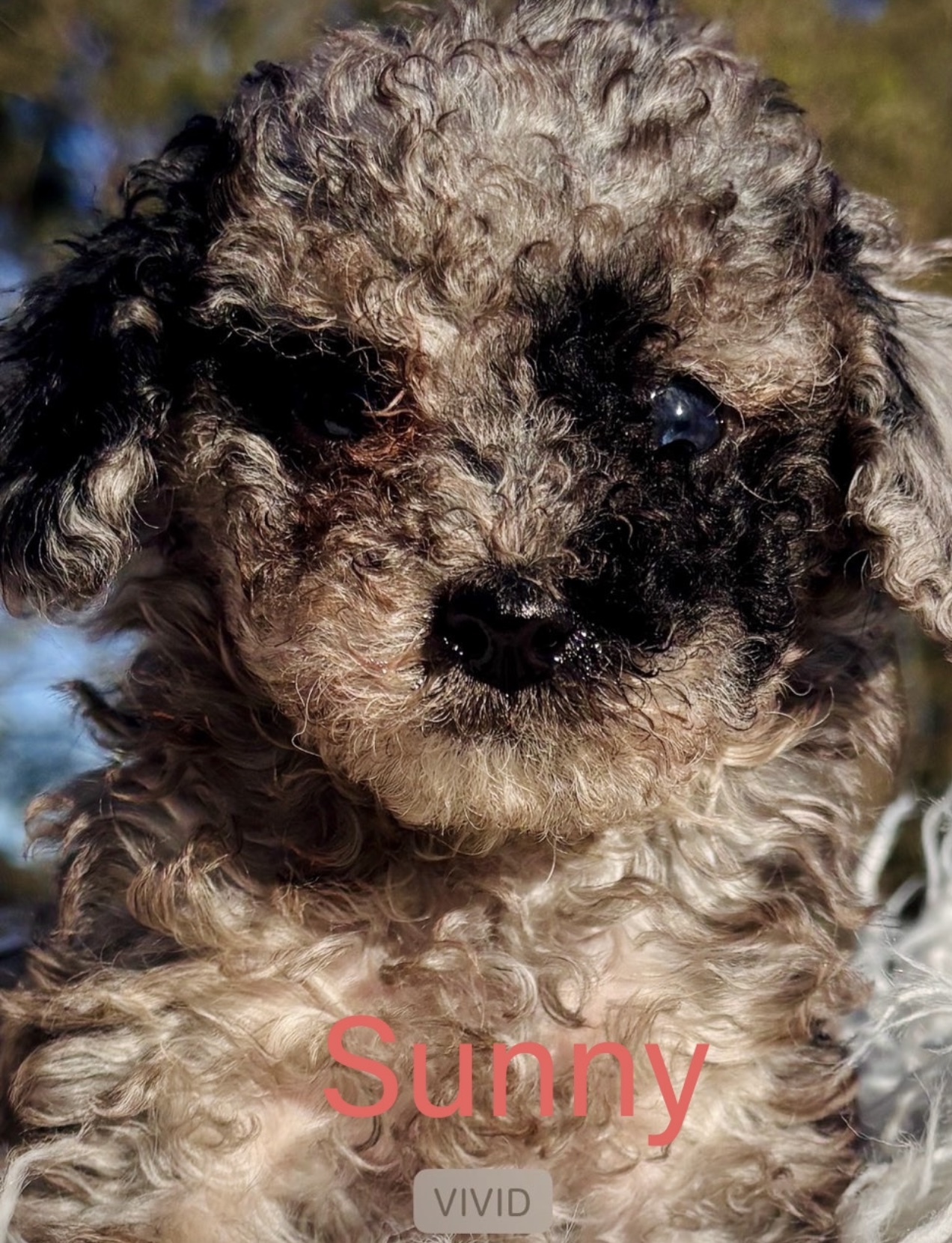 Sunny