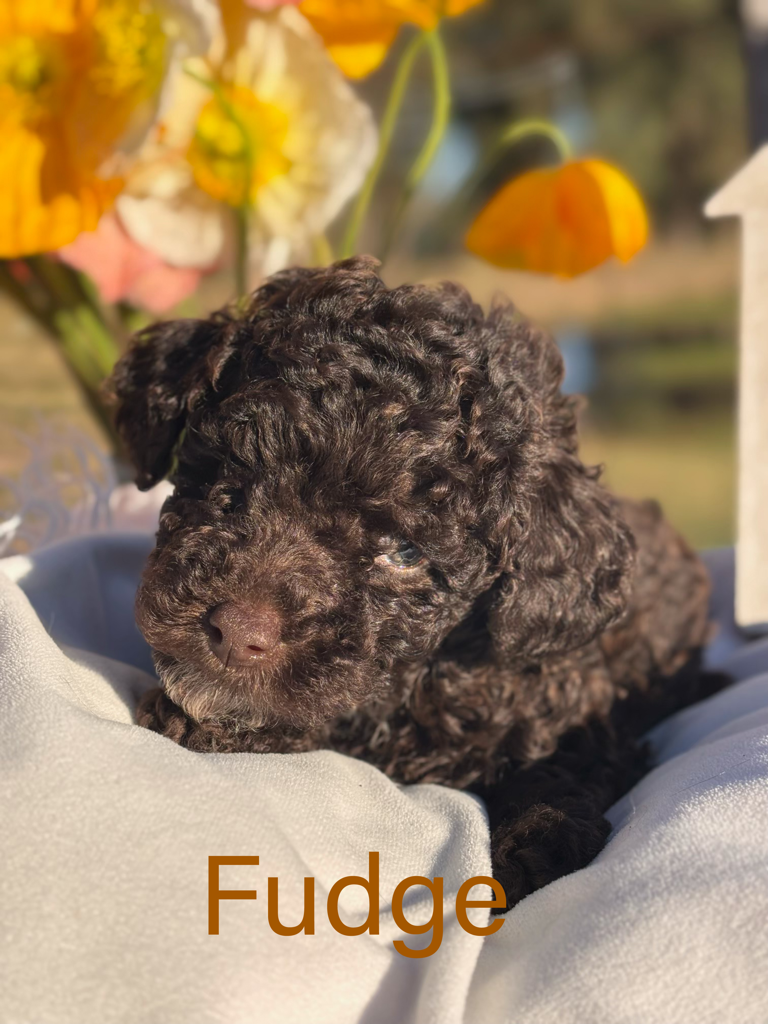 Fudge