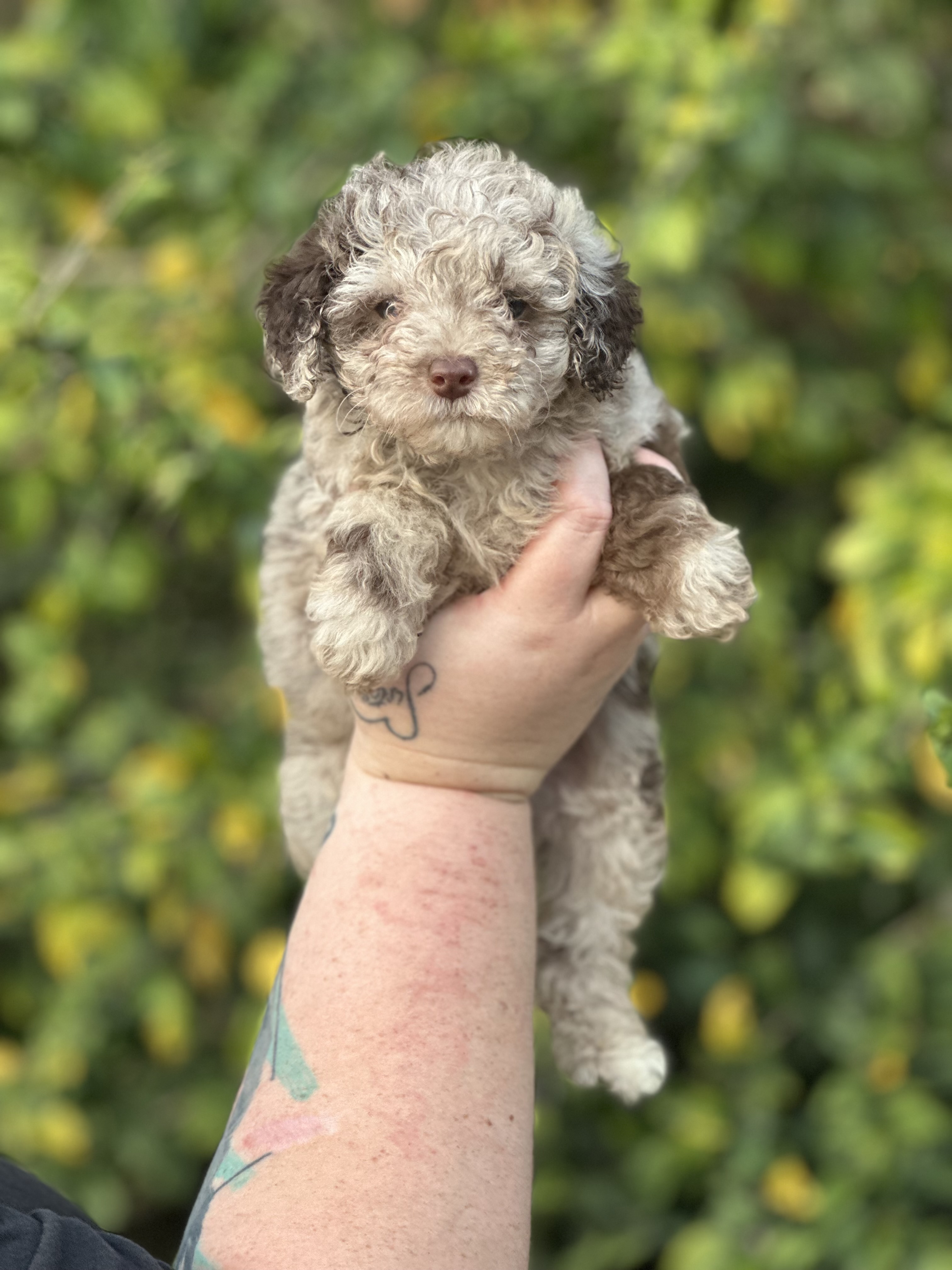 Marlo