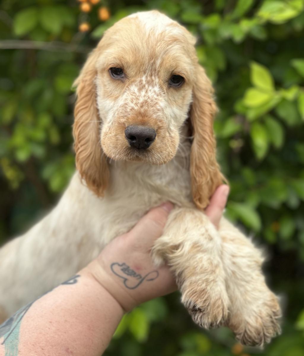 cocker spaniel