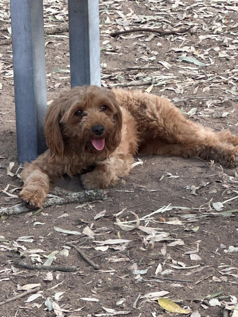 Lottie the Toy Cavoodle