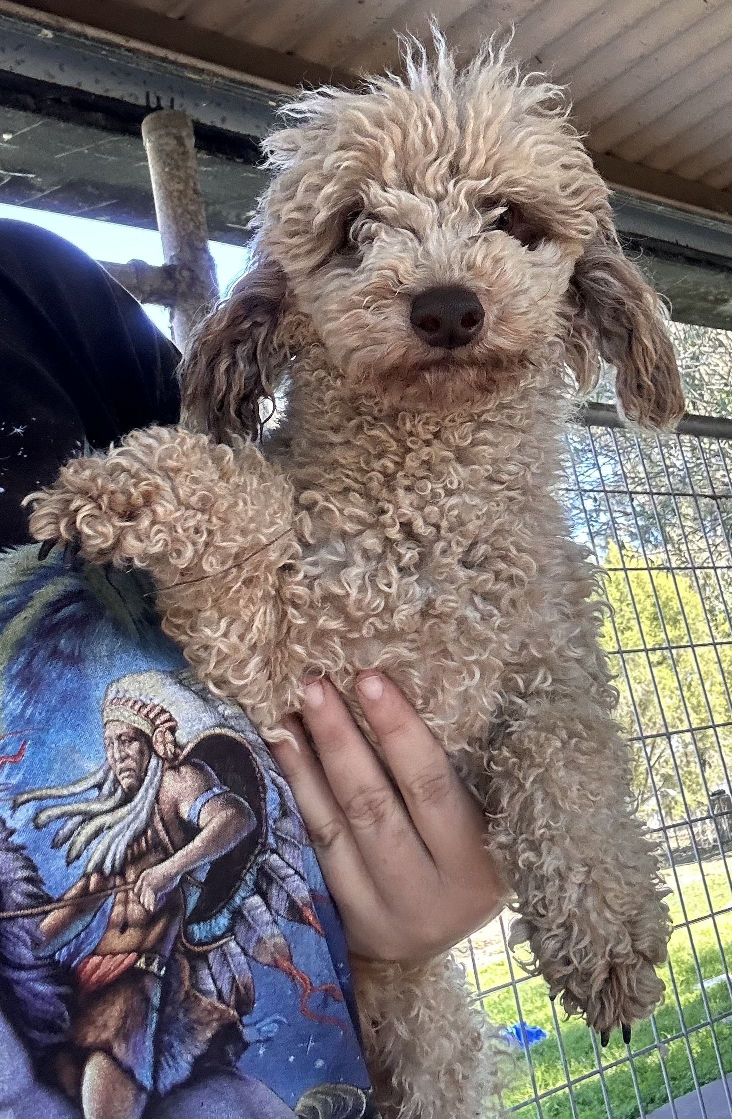 Merlin