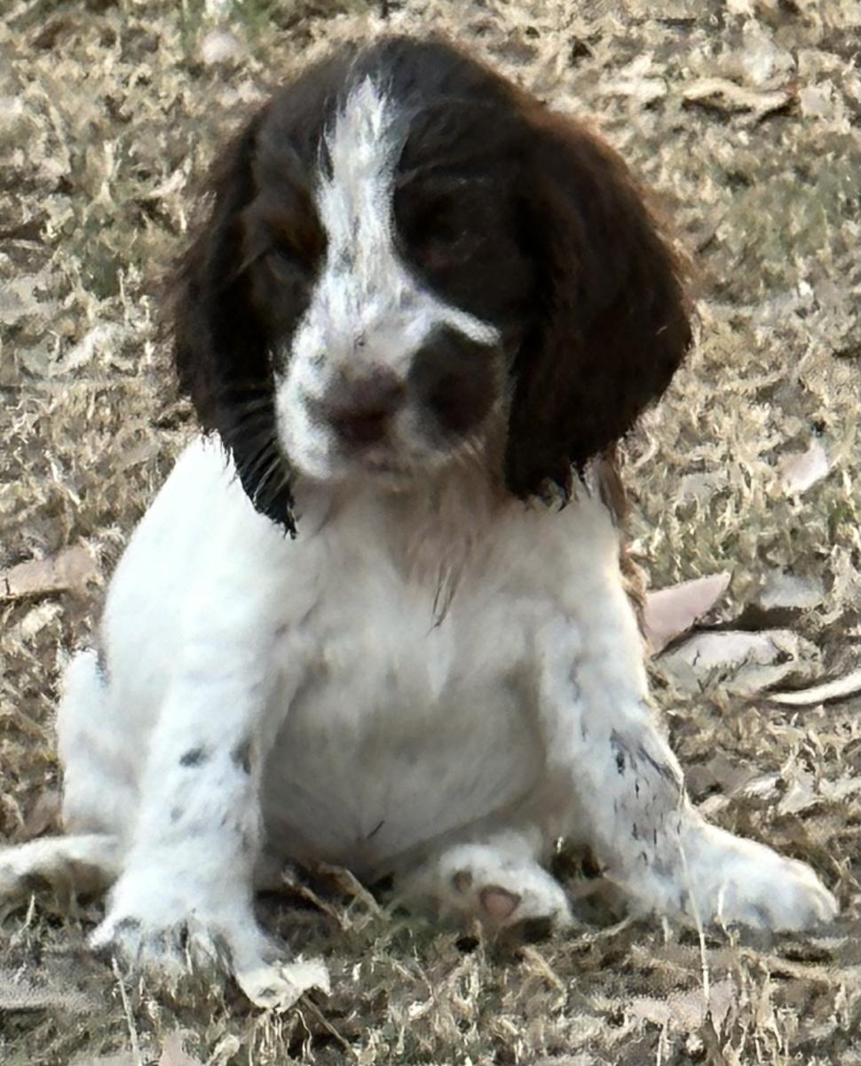 Cocker Spaniel Puppies for Sale QLD