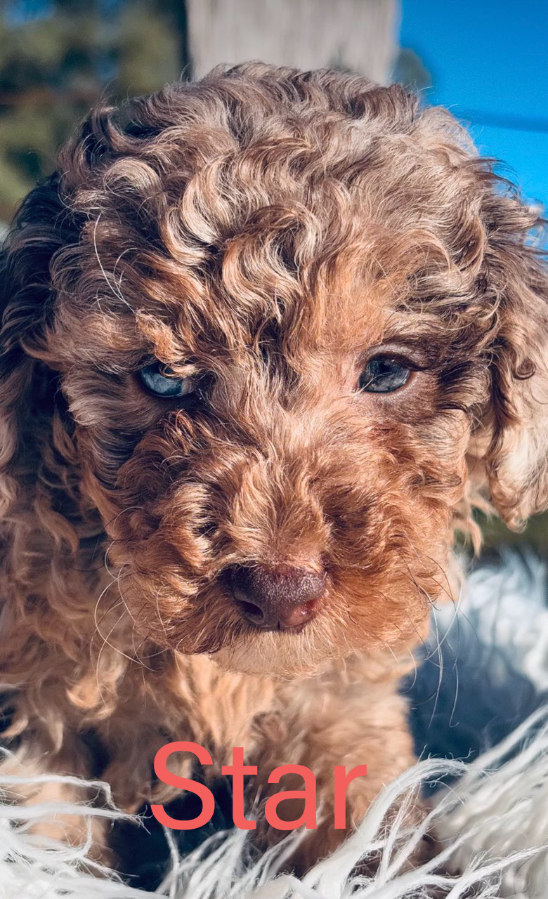 Merle toy poodle puppys for sale qld