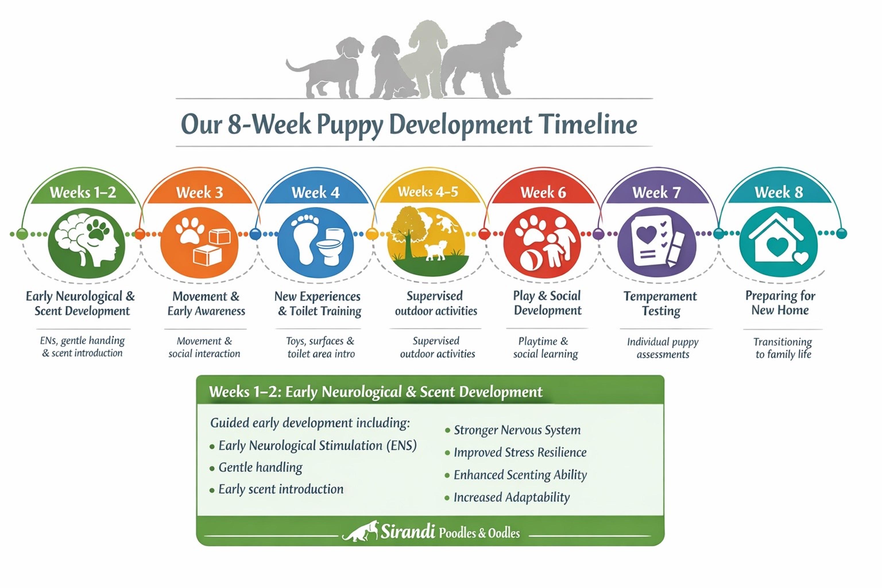 puppy_development_timeline_
