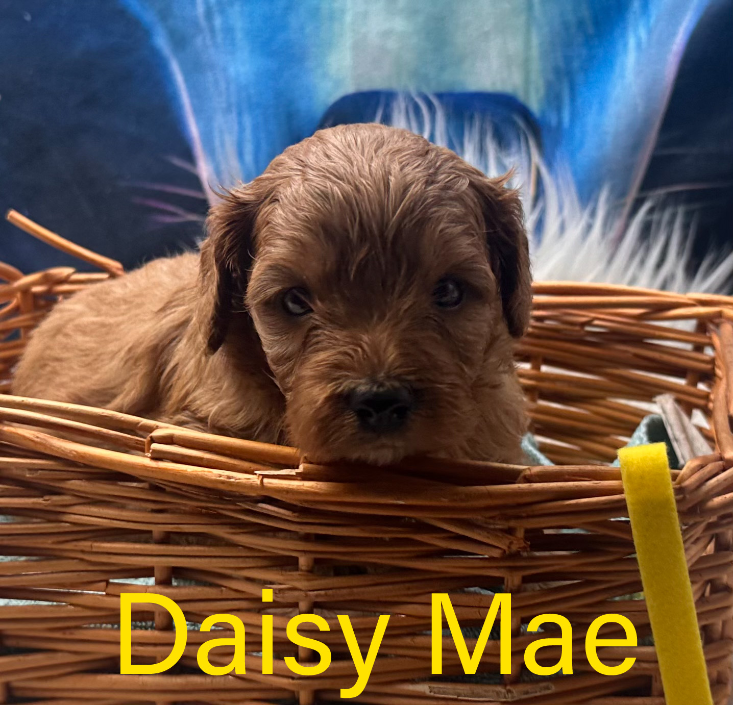 Daisy Mae the Toy Cavoodle