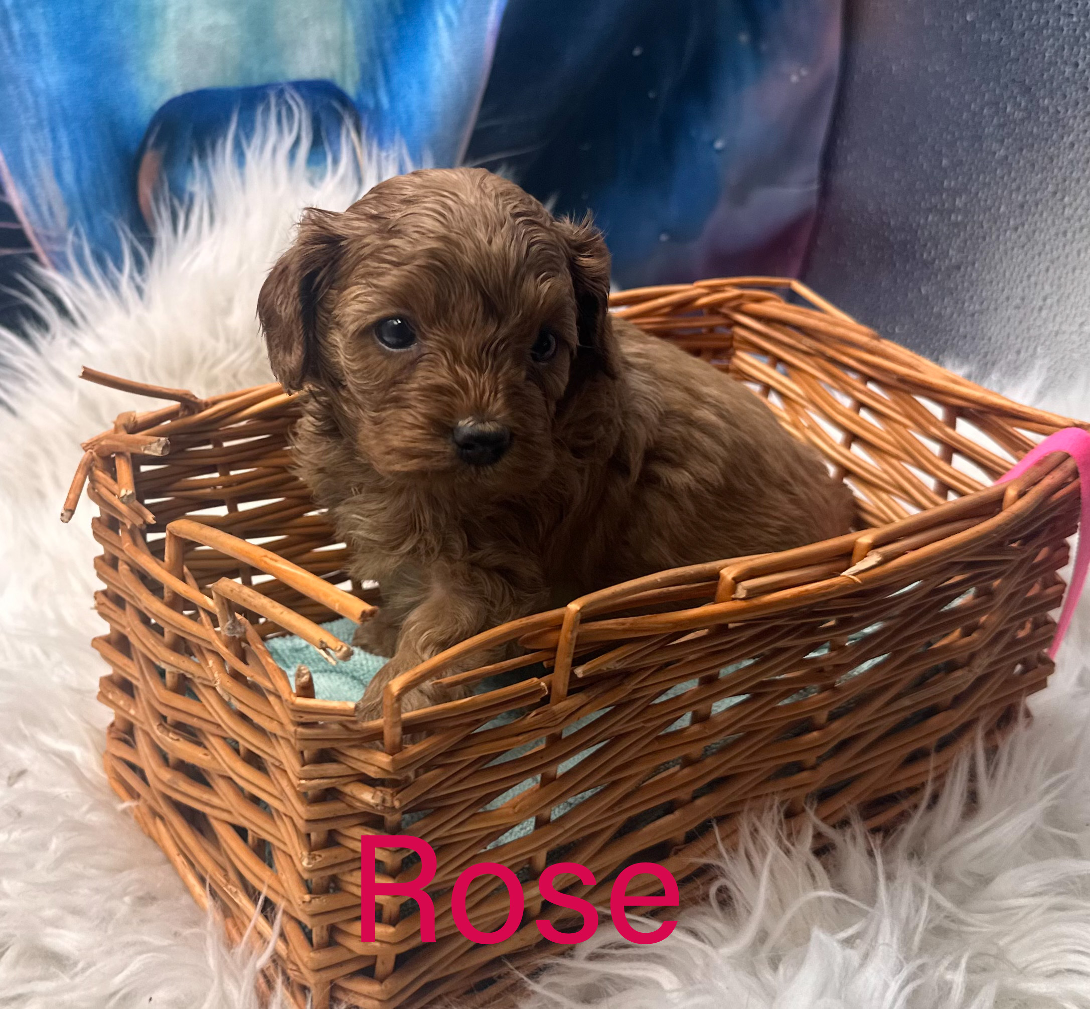 Rose the Toy Cavoodle
