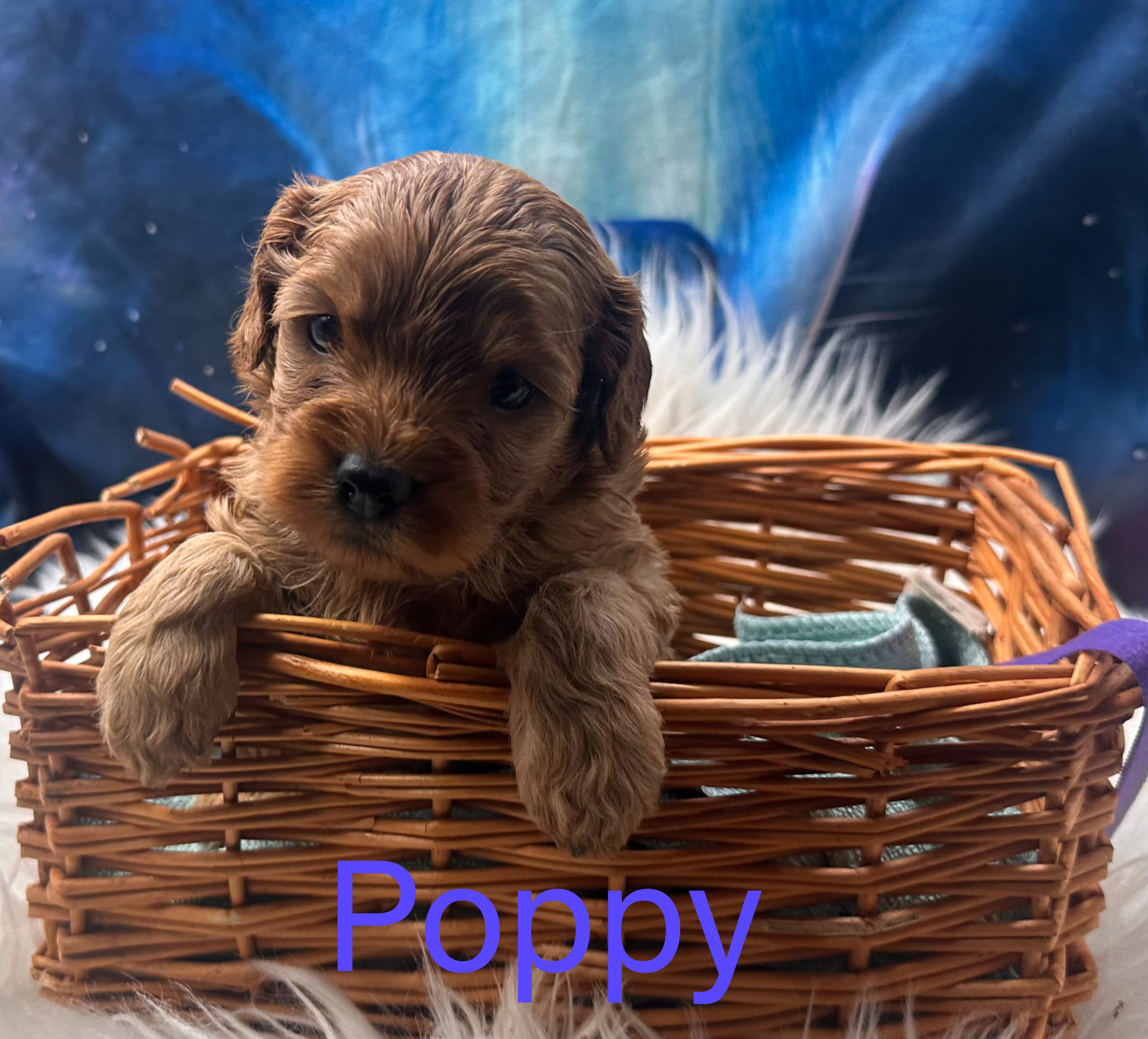 Poppy the Toy Cavoodle