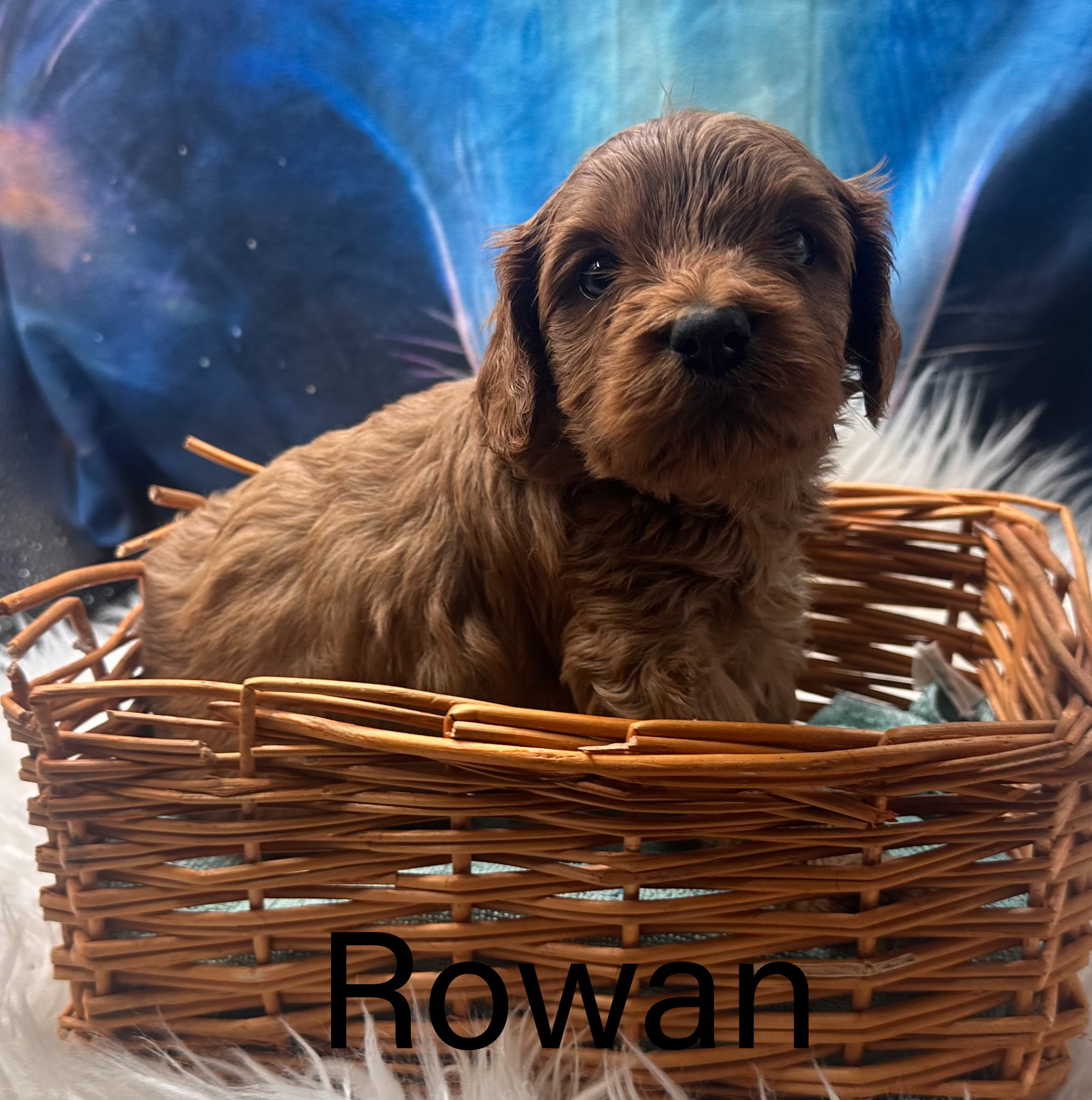 Rowan the Toy Cavoodle
