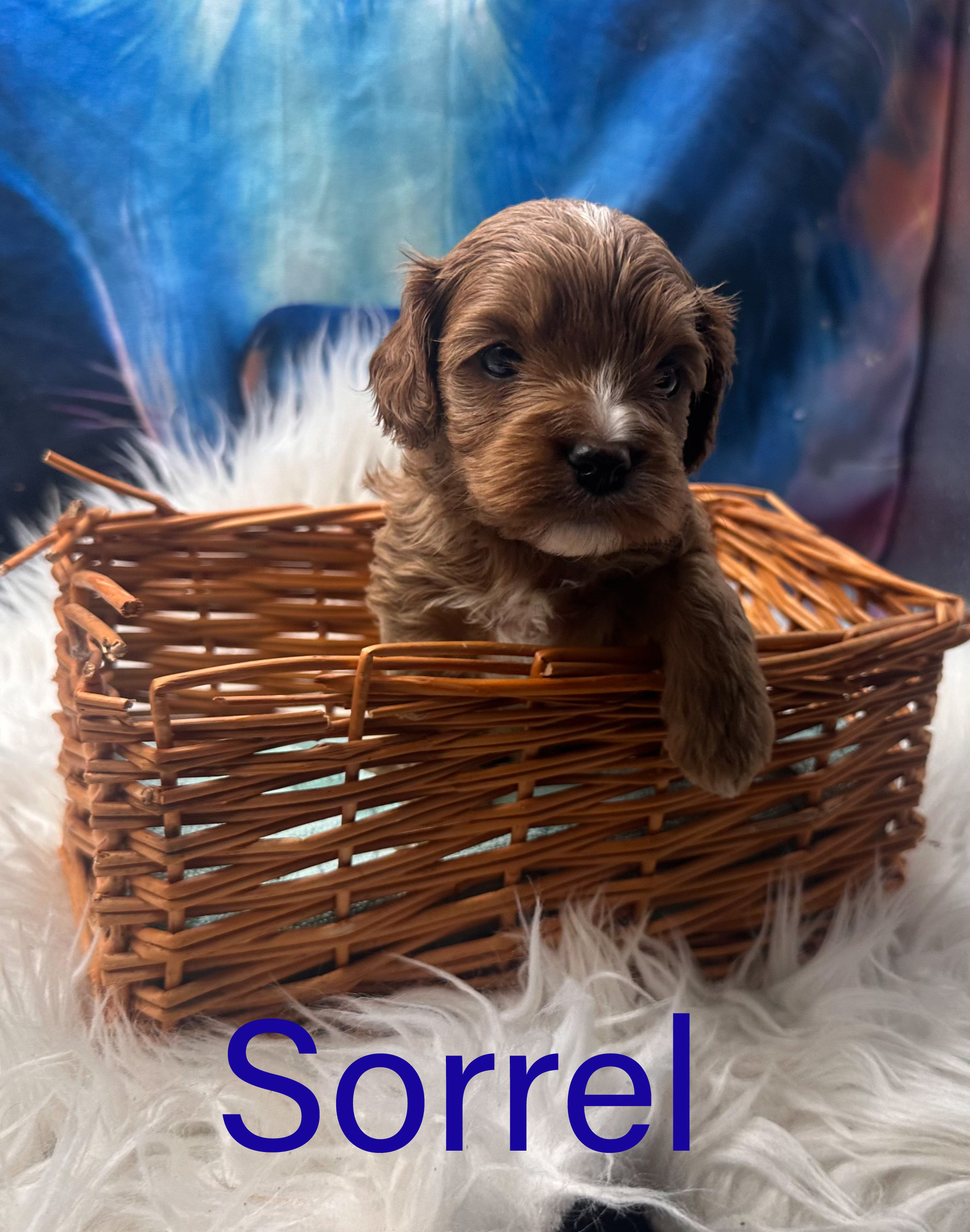 Sorrel the Toy Cavoodle