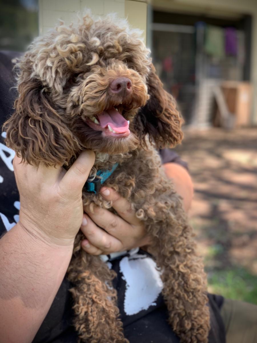 Toy Poodle Puppies for Sale QLD