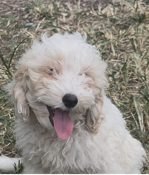 Denis